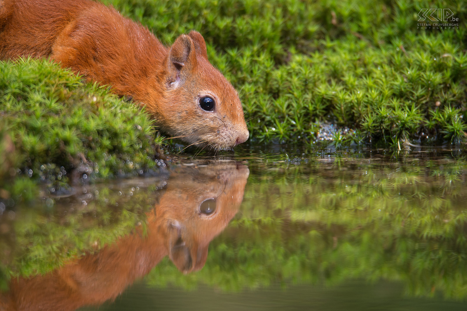 Drinking squirrel  Stefan Cruysberghs